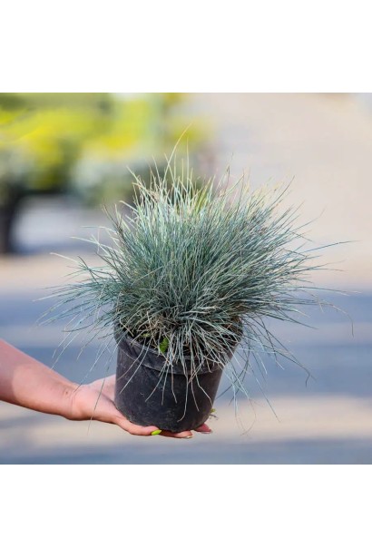 Вівсяниця Елайджа Блу у контейнері